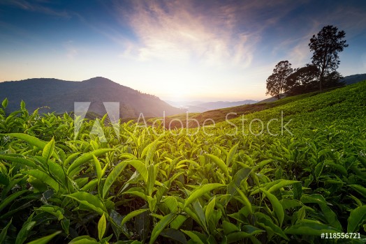 Picture of Tea plantation in Cameron highlands Malaysia